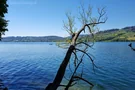 Baum am Hallwilersee