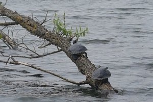 Fotos vom Sodenmattsee