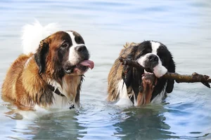 Hunde im Wasser