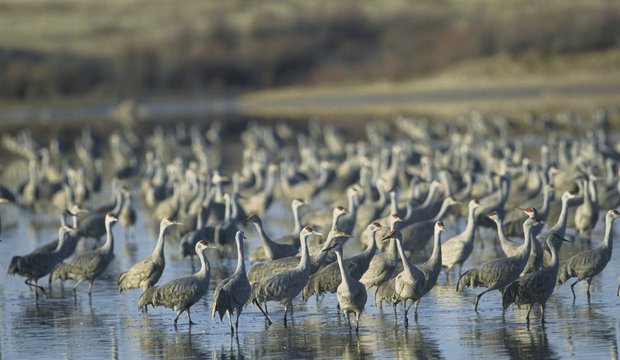 Reise zu den Kranichen Reise zu den Kranichen