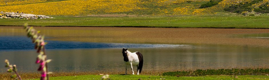 Lac de Nino Headmotiv