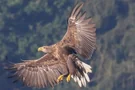 Seeadler am Drachensee