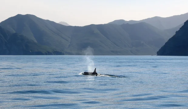 Orcas in Nordnorwegen