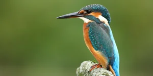 Der Eisvogel ist Zeichen der Artenvielfalt der Oberschwäbischen Seen