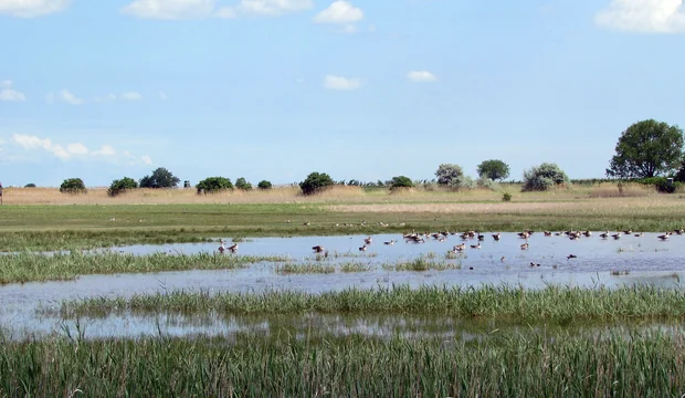 Graugänse im Schilf des Neusiedler See