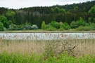 Blick auf den Harmatinger Weiher