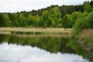 Wald rund um den Thanninger Weiher