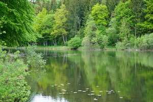 Fotos vom Thanninger Weiher