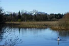 Ente auf dem Kirchsee