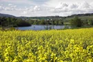 Blick vom blühenden Blumenfeld aus auf den Katzensee