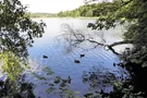 Blick auf den, von Bäumen umgebenen, Katzensee