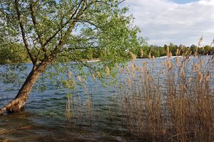 Fotos vom Rheinauer See
