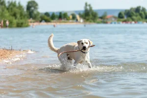 Hundefreundliche Campingplätze