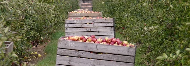 Apfelernte am Bodensee