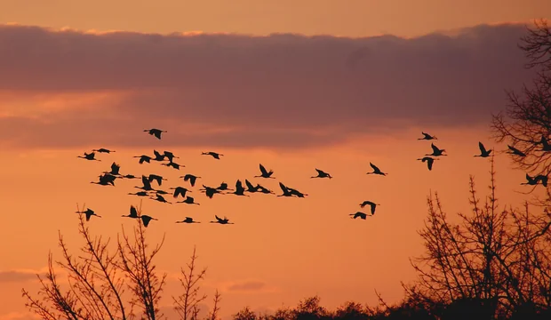 Im Biosphärenreservat Schaalsee rasten in jedem Jahr mehrere Hundert bis Tausend Kraniche Im Biosphärenreservat Schaalsee rasten in jedem Jahr mehrere Hundert bis Tausend Kraniche
