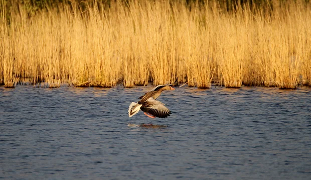 Müritz Nationalpark