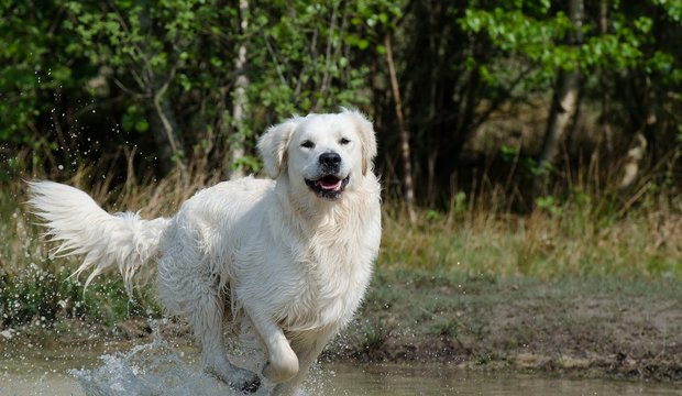 Hunde am See Hunde am See