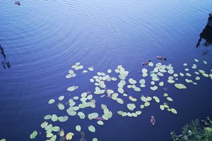 Fotos vom Stößensee