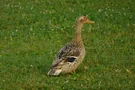 Auch die Enten fühlen sich am Waginger See wohl