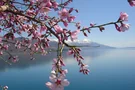 Kirschblüten am Lac du Bourget