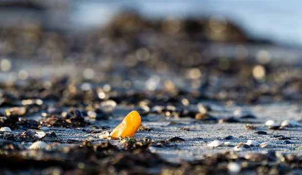 Bernstein an der Ostsee