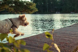 Hund auf Steg