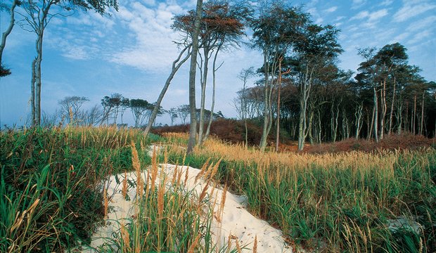 Uriger Dünenwald auf Fischland-Darß-Zingst Uriger Dünenwald auf Fischland-Darß-Zingst
