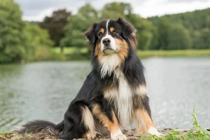 Hund macht brav "Sitz" vor See