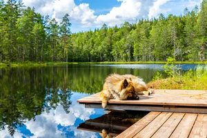 Hunde am See