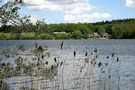 Blick auf das Nordufer des Drüsensees.  Dort befindet sich Brandt’s Gaststätte mit Campingplatz und Reiterhof.