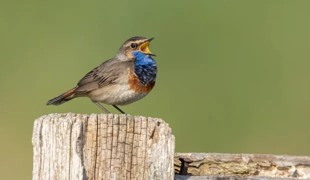 Das Blaukehlchen am Dümmer Das Blaukehlchen am Dümmer