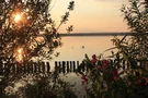 Planschende Gänse im Sonnenuntergang am Dümmer