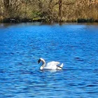 Schwaigfurter Weiher