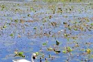Federsee 