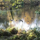 Hubertussee 