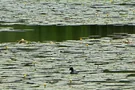 Argensee