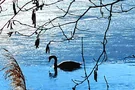 Schwan am Leutkircher Stadtweiher, Foto: Eva Zitzl Schwan am Leutkircher Stadtweiher