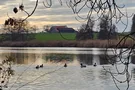 Enten am Aiweiher, Foto: Eva Zitzl Enten am Aiweiher