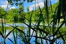 Blick durchs Schilf, Foto: Eva Zitzl Blick durchs Schilf